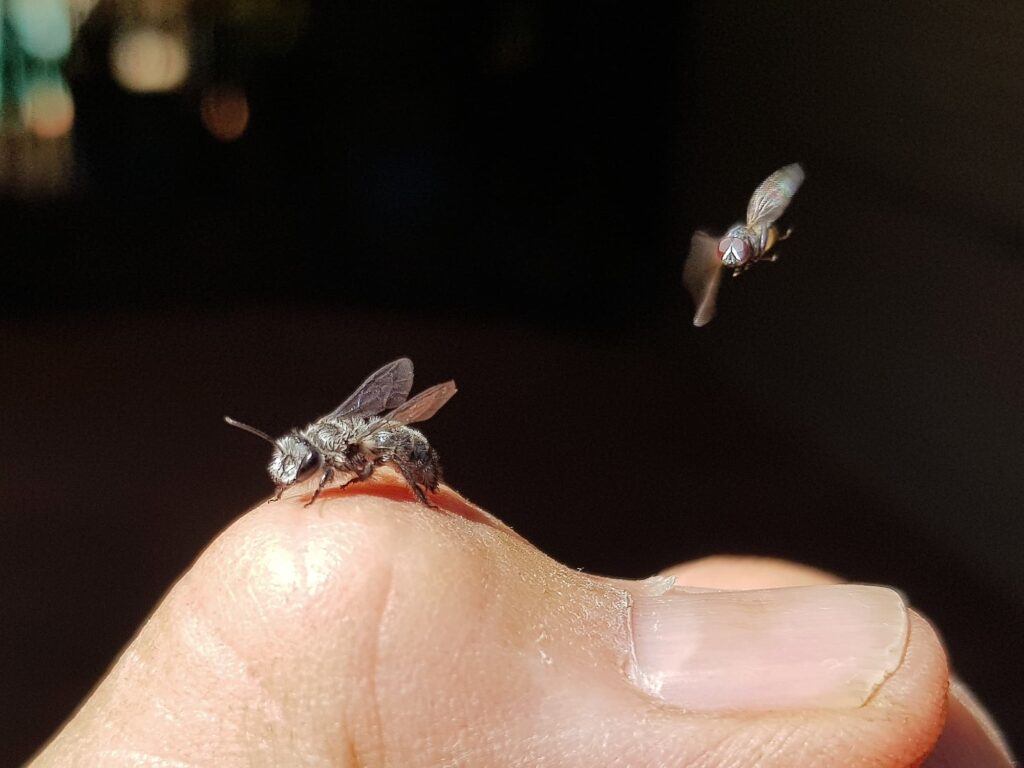 Leioproctus sp (rescued from swimming pool), Alice Springs NT