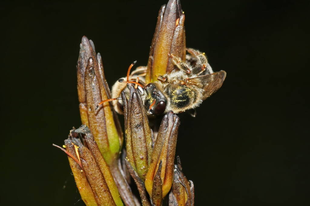 Leioproctus (Ceratocolletes) xanthosus on Haemodorum planifolium (Blood Root Lily) © Marc Newman
