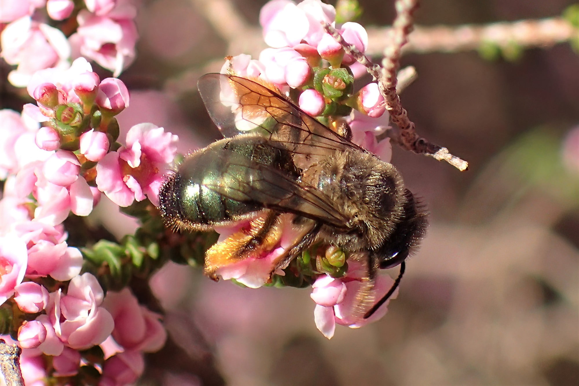Leioproctus sp, Midwest WA © Gary Taylor