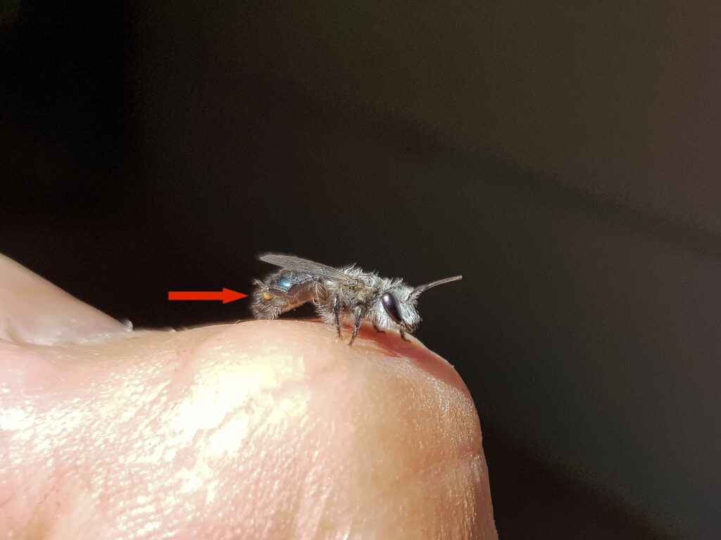 Leioproctus sp (rescued from swimming pool) with a strepsiptera parasite, Alice Springs NT