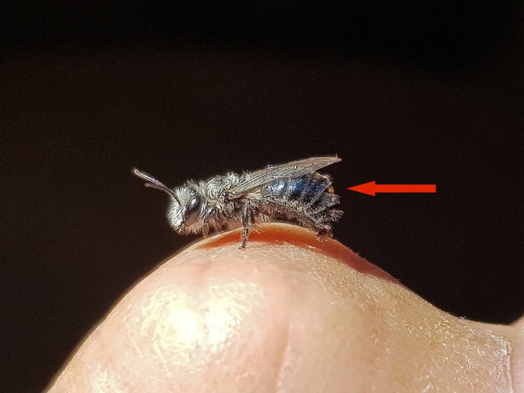 Leioproctus sp (rescued from swimming pool) with a strepsiptera parasite, Alice Springs NT