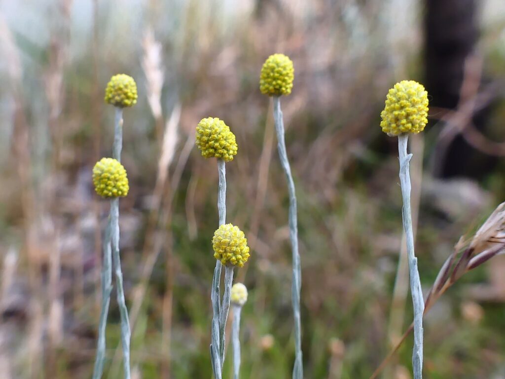 Lemon Beauty-Heads (Calocephalus citreus), Belair SA © Marianne Broug