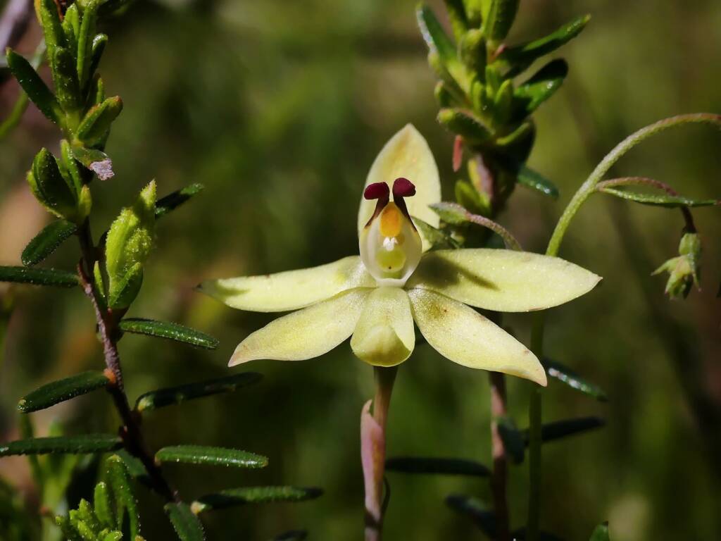 Lemon-scented Sun Orchid (Thelymitra antennifera), Belair SA © Marianne Broug