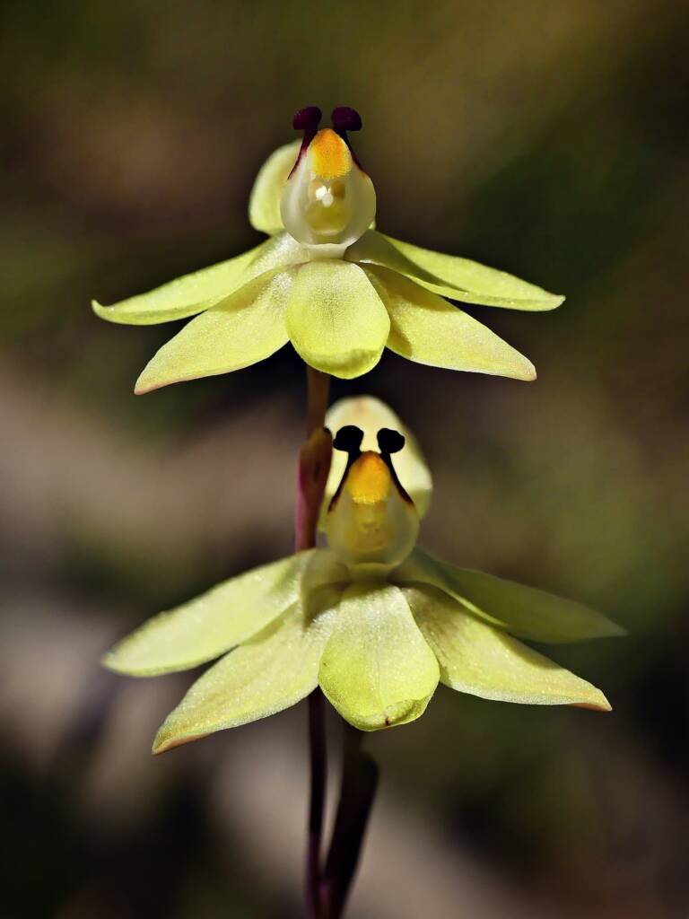 Lemon-scented Sun Orchid (Thelymitra antennifera), SA © Marianne Broug