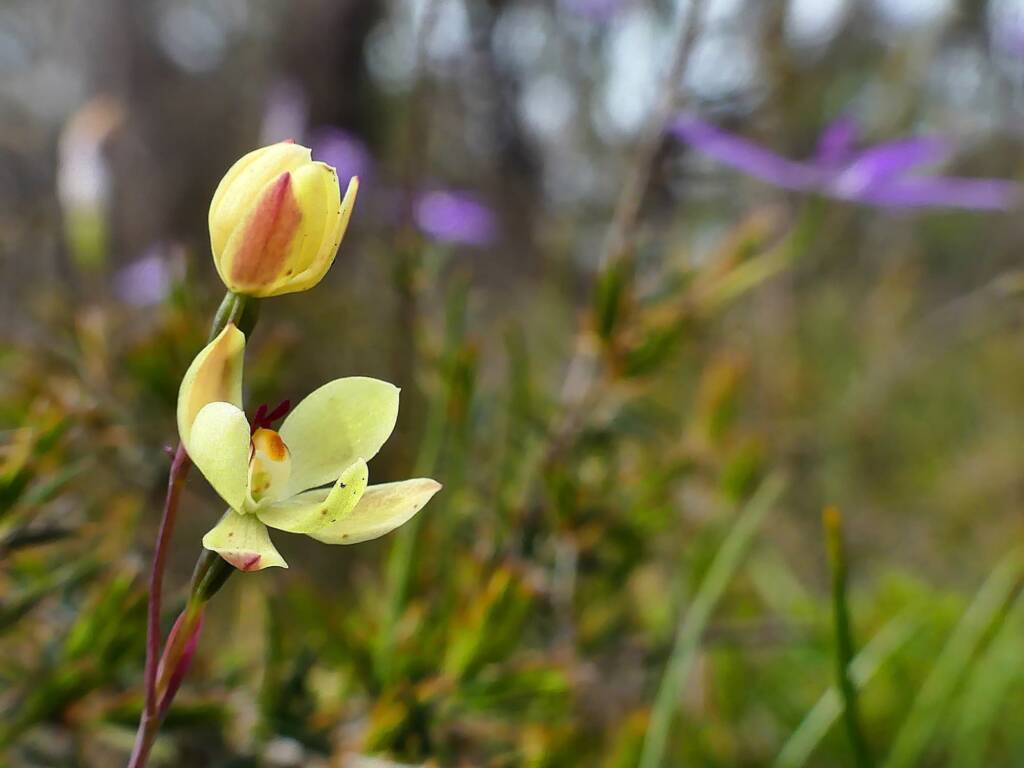 Lemon-scented Sun Orchid (Thelymitra antennifera), Belair SA © Marianne Broug