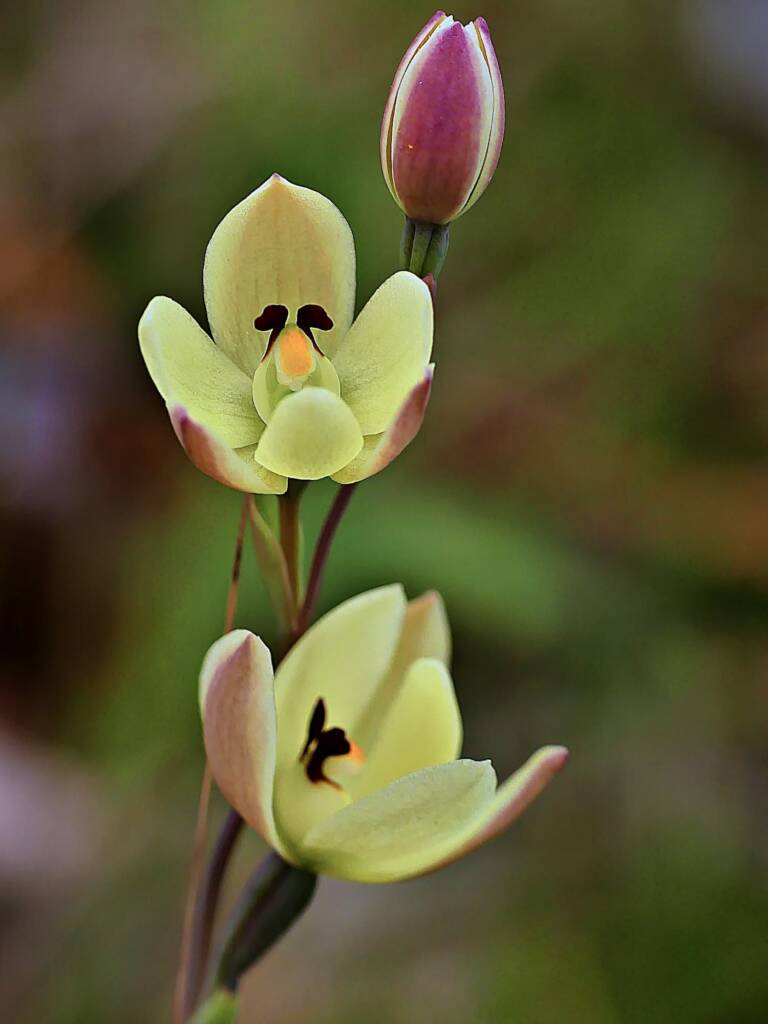Lemon-scented Sun Orchid (Thelymitra antennifera), SA © Marianne Broug