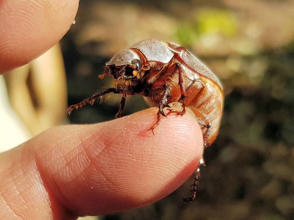 Genus Lepidiota Beetle (family Scarabaeidae), Alice Springs NT