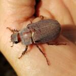Genus Lepidiota Beetle (family Scarabaeidae), Alice Springs NT