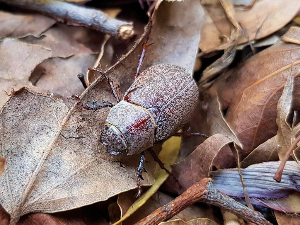 Genus Lepidiota Beetle (family Scarabaeidae), Alice Springs NT