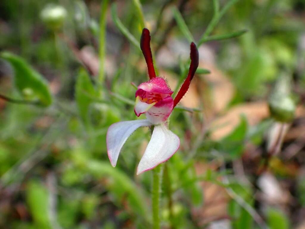 Leptoceras menziesii (Rabbit Orchid), Stirling Range National Park WA © Terry Dunham