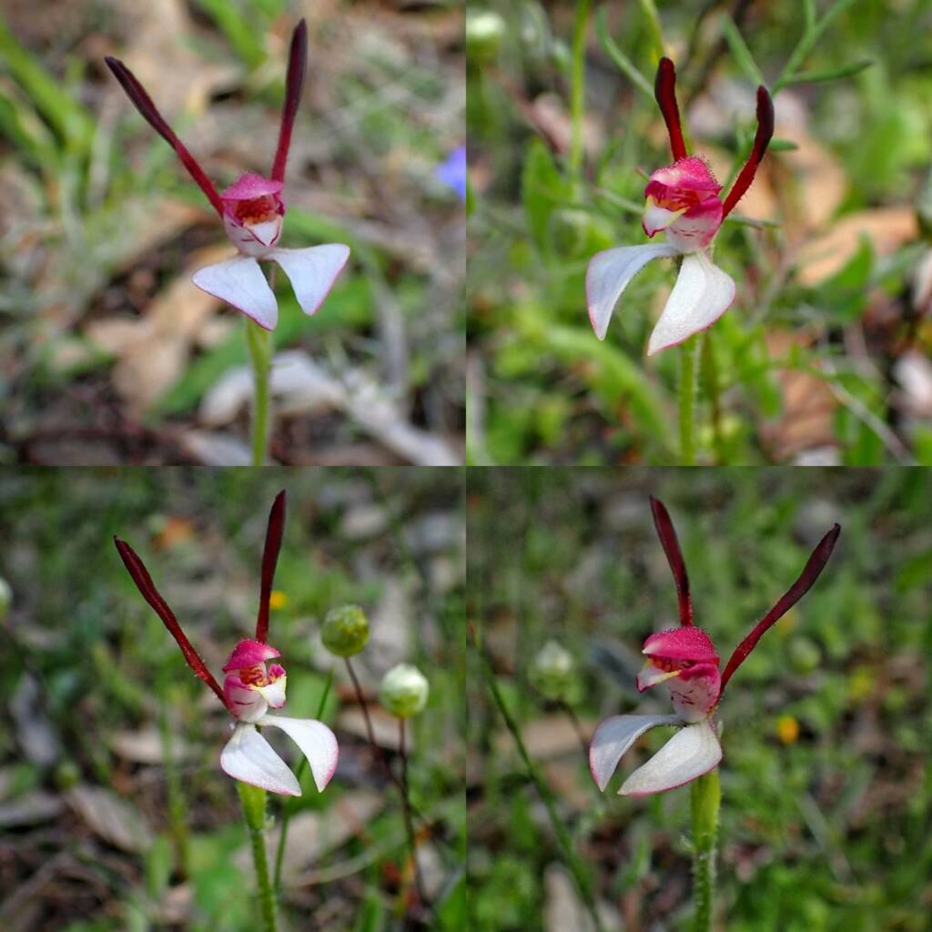 Leptoceras menziesii (Rabbit Orchid), Stirling Range National Park WA © Terry Dunham