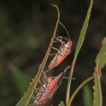 Leptocoris mitellatus, Ballandean QLD © Marc Newman