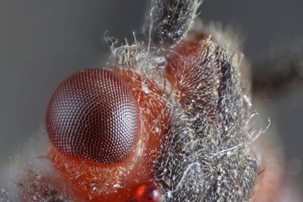 Eye of the Leptocoris mitellatus, Ballandean QLD © Marc Newman