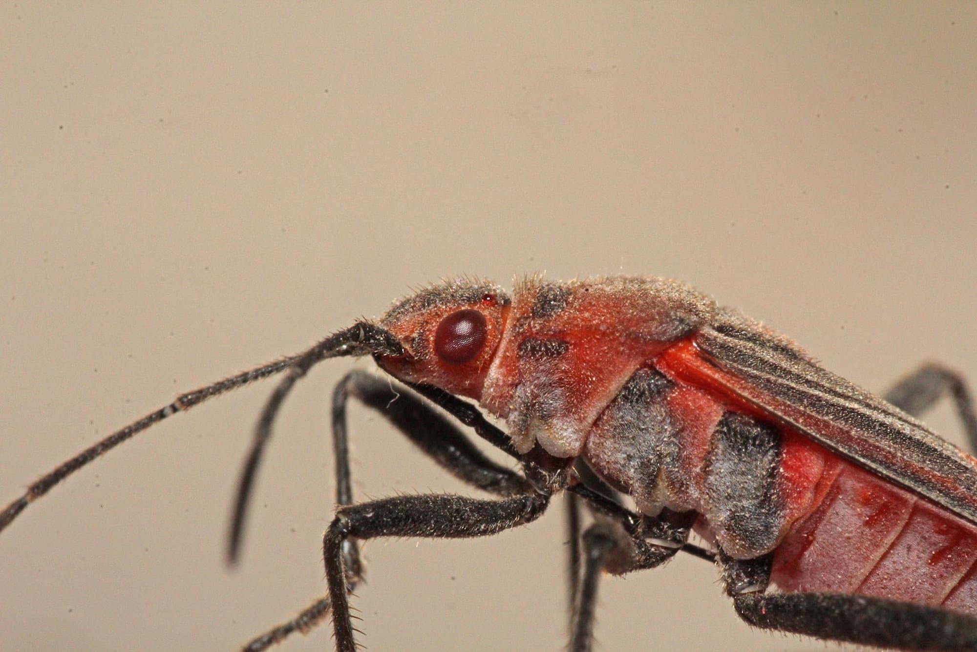 Closeup of Leptocoris mitellatus, Ballandean QLD © Marc Newman