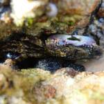 Purple Rock Crab (Leptograpsus variegatus), Dee Why, Northern Beaches NSW