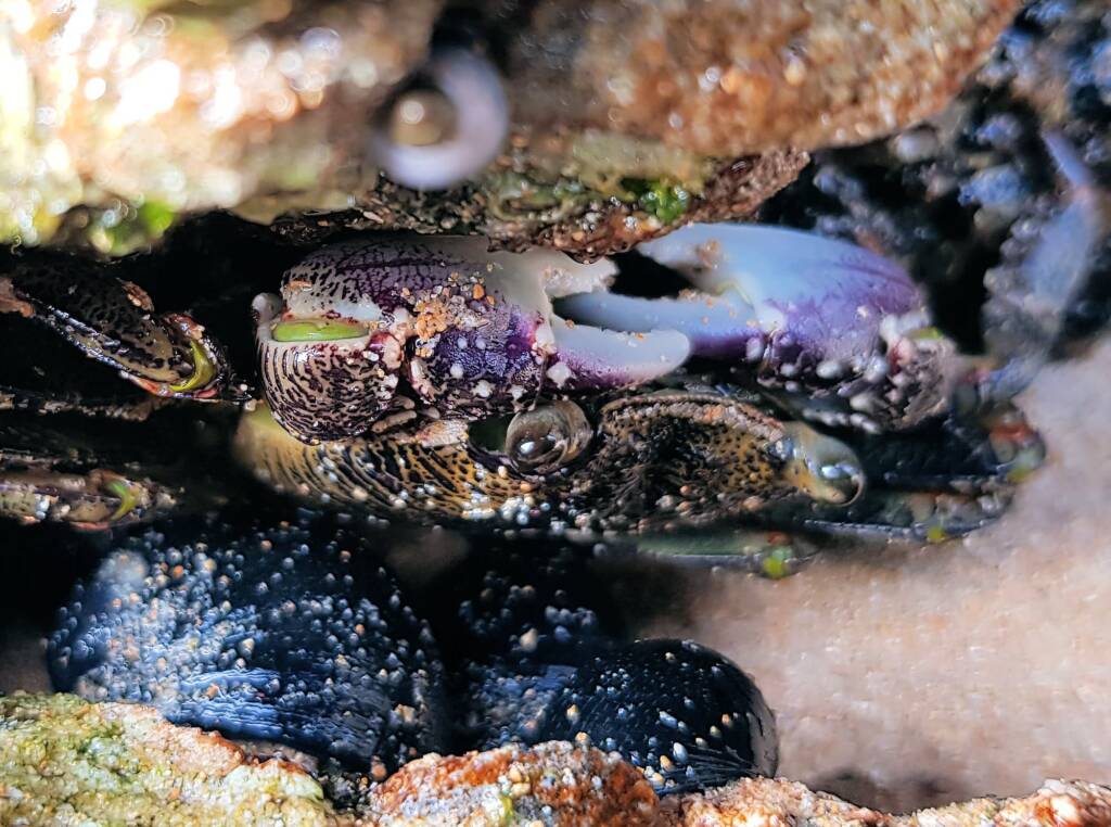 Purple Rock Crab (Leptograpsus variegatus), Dee Why, Northern Beaches NSW