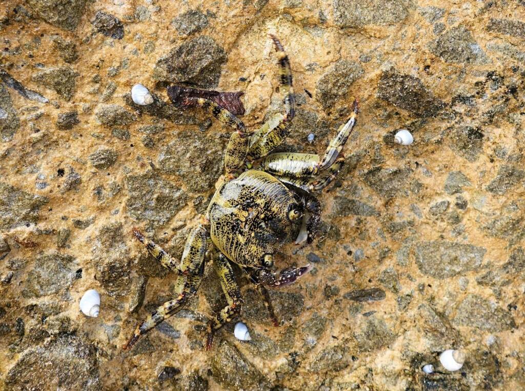 Purple Shore Crab (Leptograpsus variegatus), Dee Why, Northern Beaches NSW