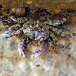 Purple Shore Crab (Leptograpsus variegatus), Dee Why, Northern Beaches NSW