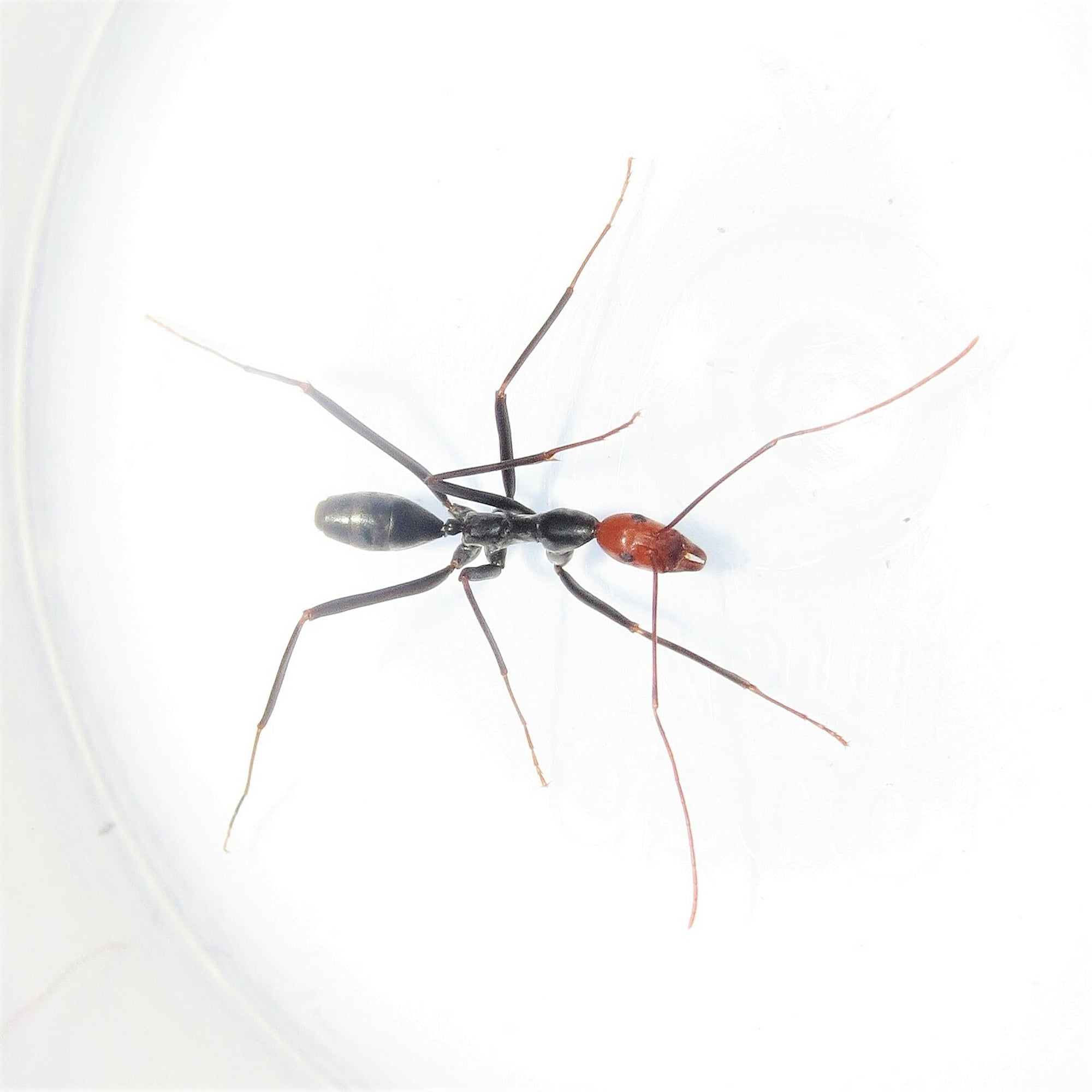 Leptomyrmex erythrocephalus (Red-headed Spider Ant) – Ausemade