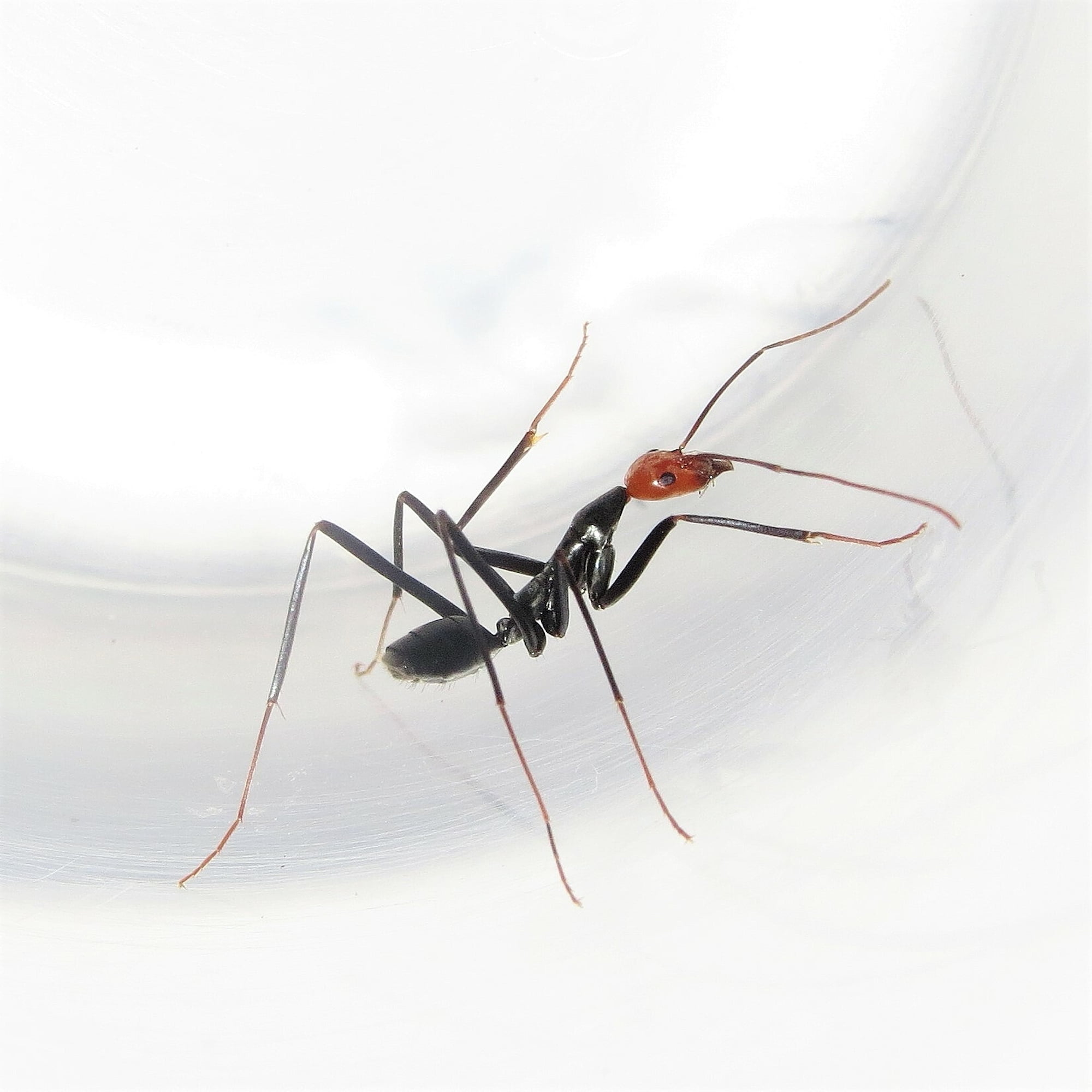 Leptomyrmex erythrocephalus (Red-headed Spider Ant) – Ausemade