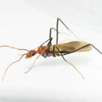 Leptomyrmex erythrocephalus (Red-headed Spider Ant), Wallaga Lake NSW © Deb Taylor