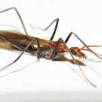 Leptomyrmex erythrocephalus (Red-headed Spider Ant), Wallaga Lake NSW © Deb Taylor