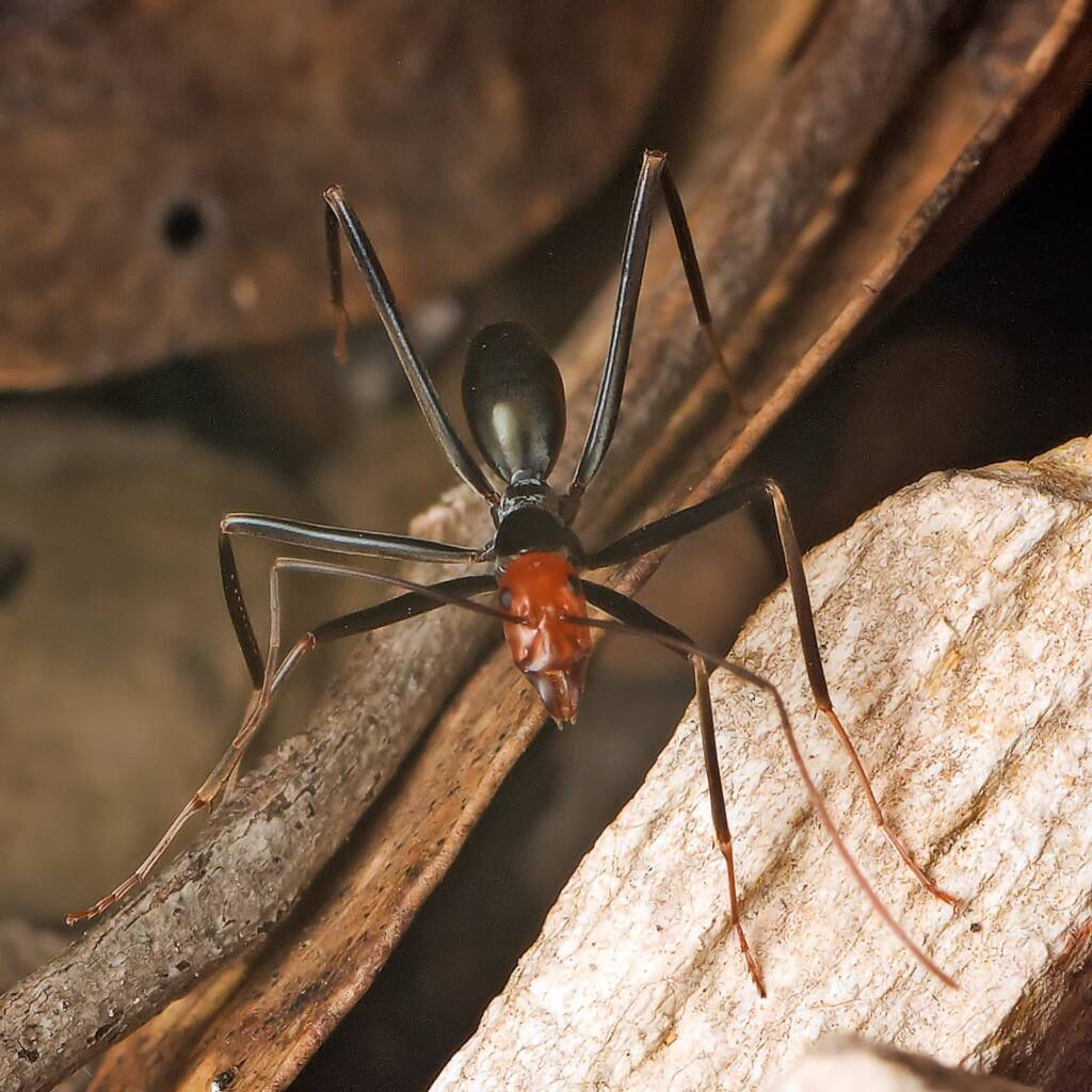 Leptomyrmex erythrocephalus (Red-headed Spider Ant), Burrinjuck NSW © Tony Eales