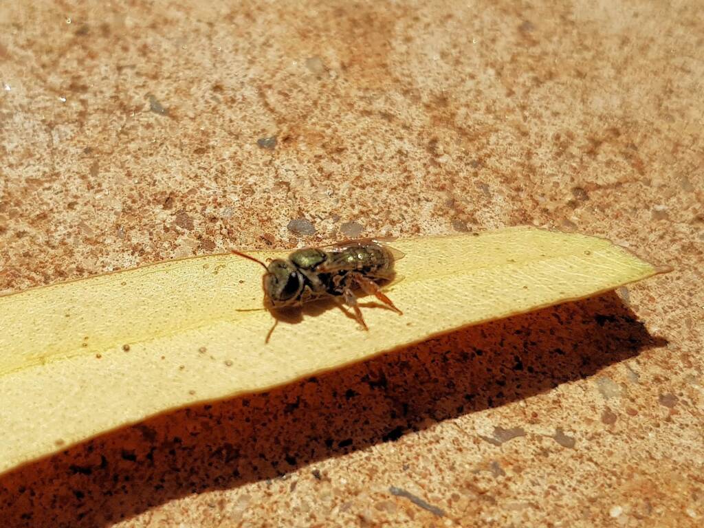 Genus Lipotriches - native bee, Alice Springs NT