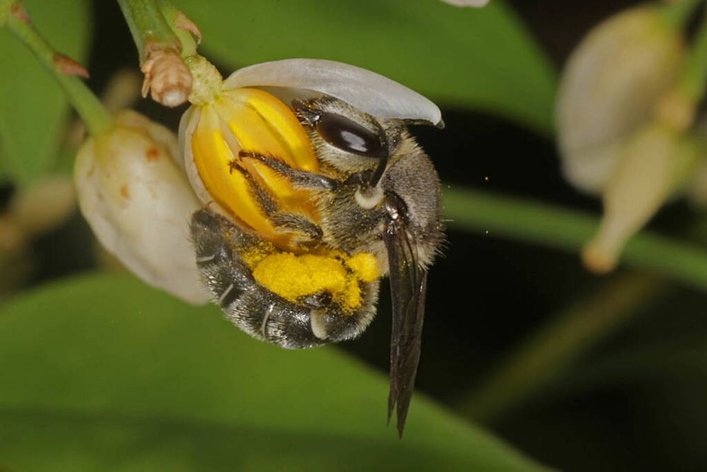Lipotriches muscosa buzz pollinating flower of Sacred Bamboo © Marc Newman