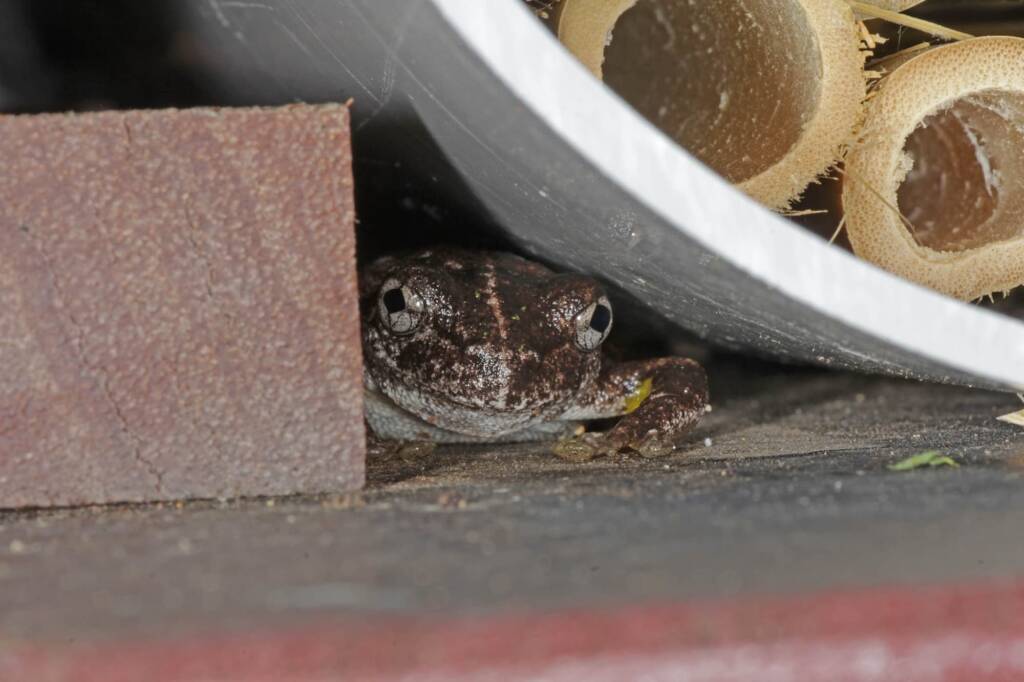 This guy looks sooo guilty hiding in my bee apartment block (Peron's Tree Frog), Southern Downs QLD © Marc Newman