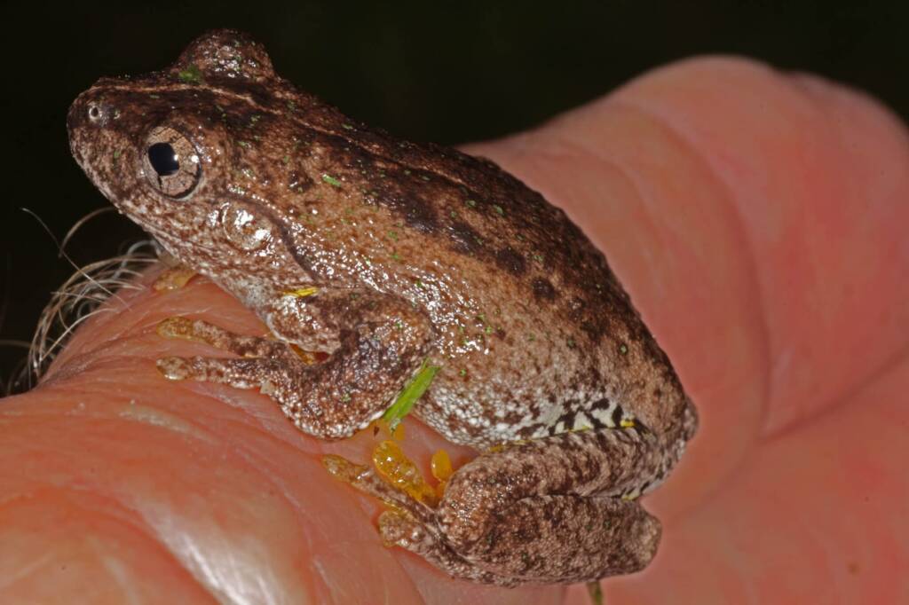 Peron's Tree Frog (Litoria peronii), Southern Downs QLD © Marc Newman