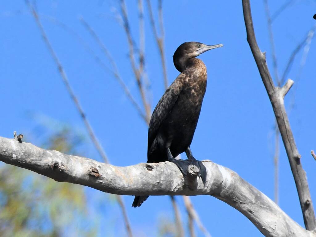 Little Black Cormorant (Phalacrocorax sulcirostris), Redbank Waterhole NT © Dorothy Latimer