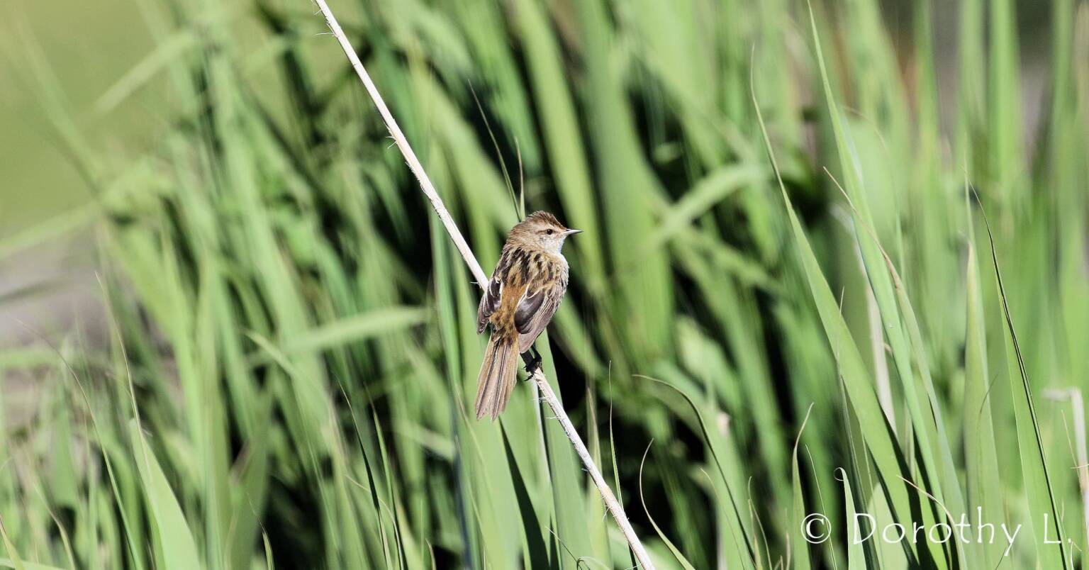 Little Grassbird © Dorothy L