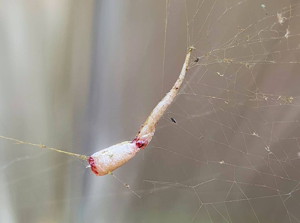 Tail of a lizard left behind in the Golden Orb Weaver Spider (Trichonephila edulis) web
