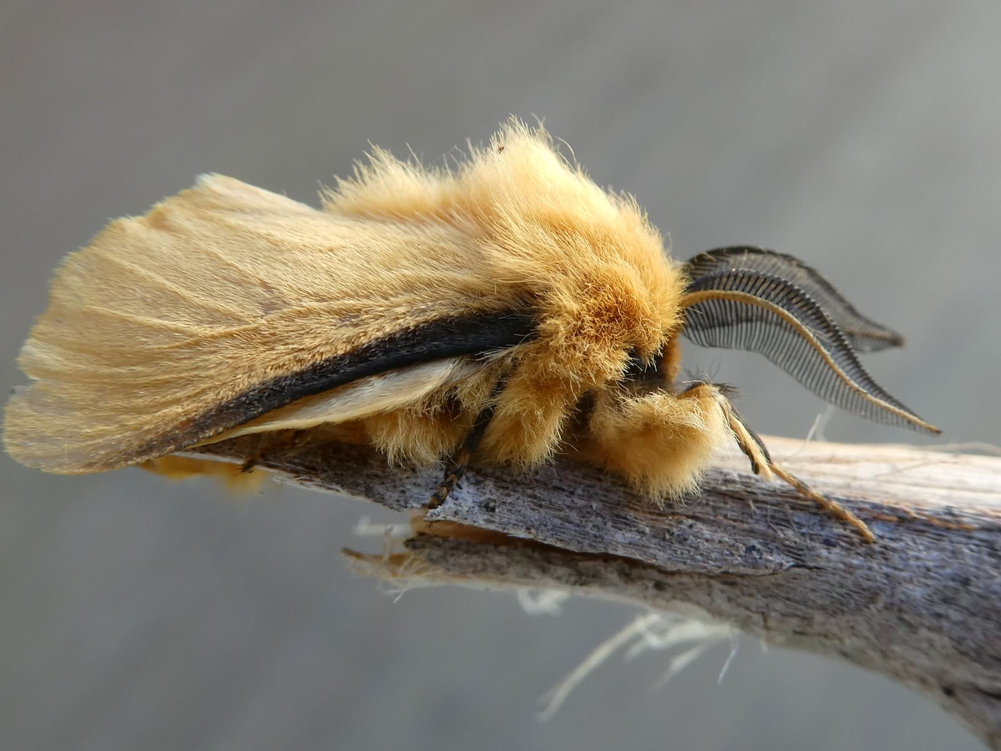 Lomera pantosemna Moth