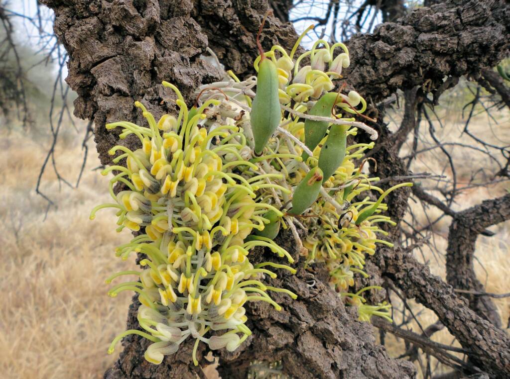 Long-leaved Corkwood (Hakea lorea), Alice Springs, NT