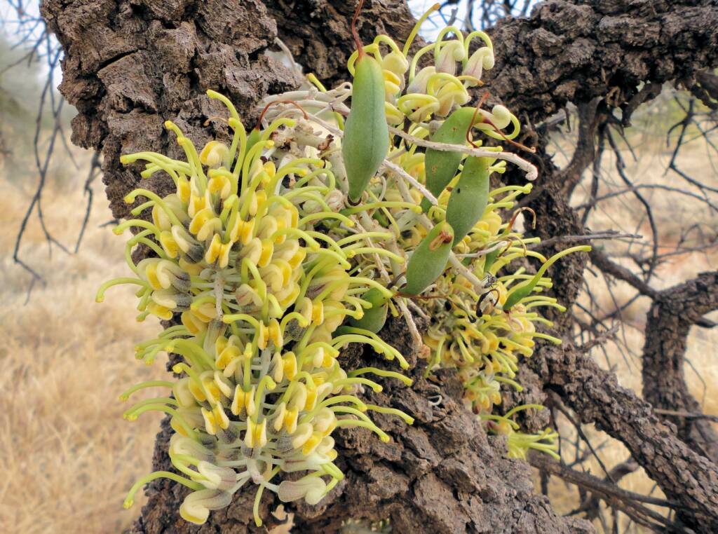 Long-leaved Corkwood (Hakea lorea), Alice Springs, NT