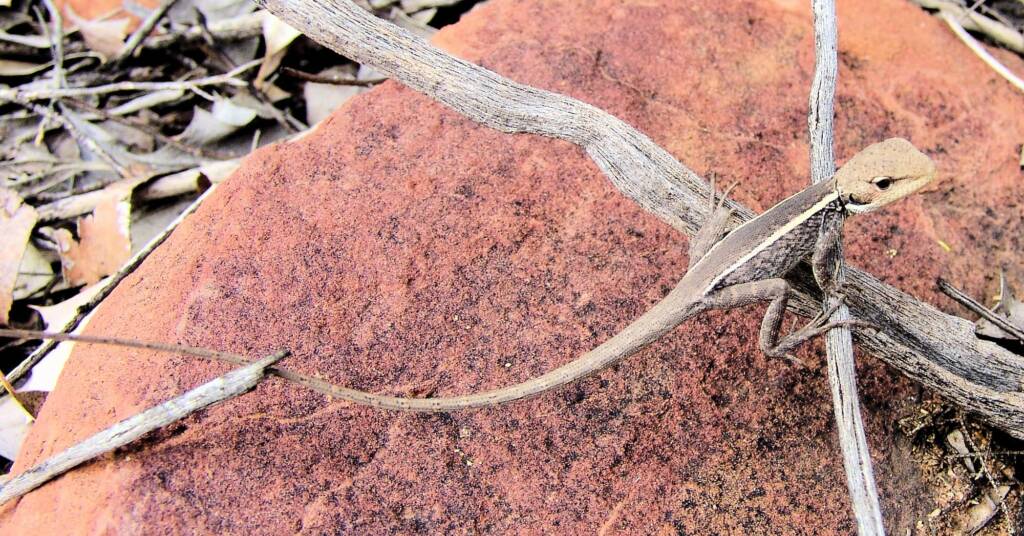 Long-nose Dragon (G. longirostris) at Kings Canyon