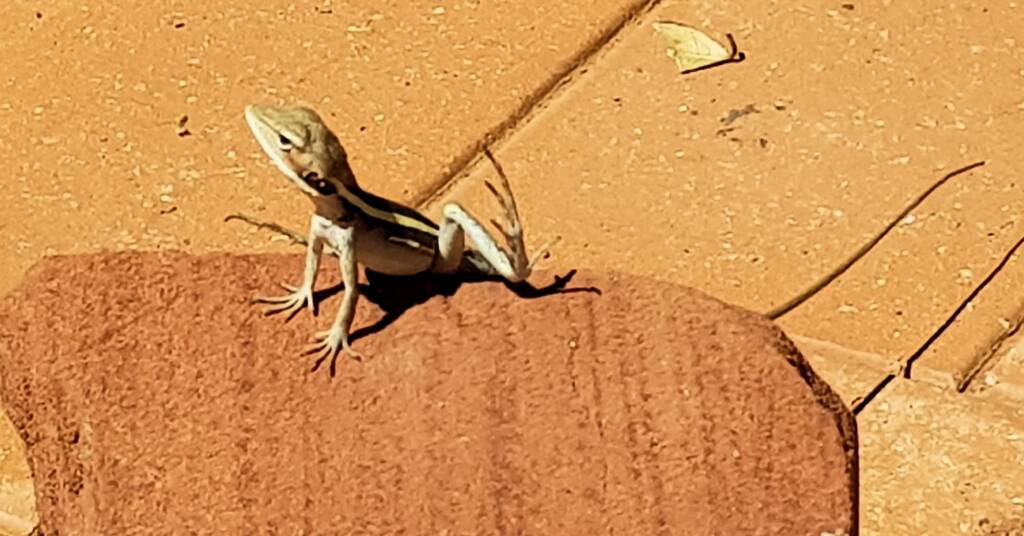 Long-nosed Dragon (Gowidon longirostris), Alice Springs, NT