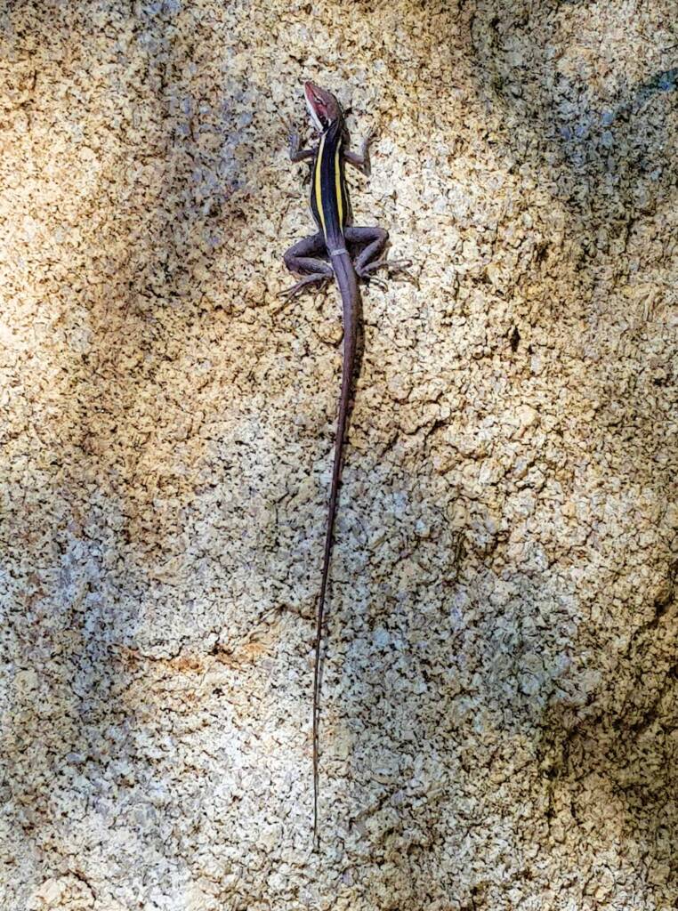 Long-nosed Dragon (Gowidon longirostris), Alice Springs, NT