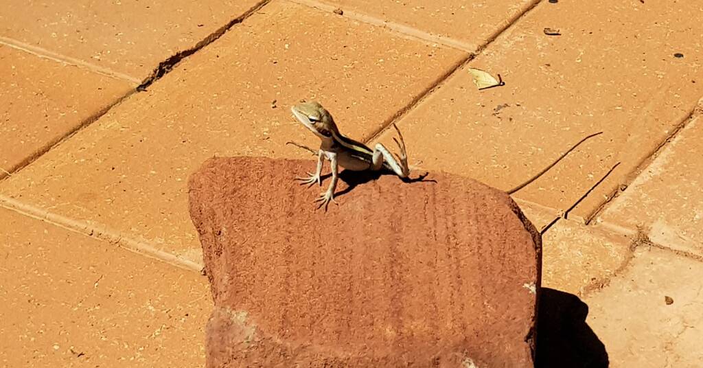 Long-nosed Dragon in Alice Springs backyard