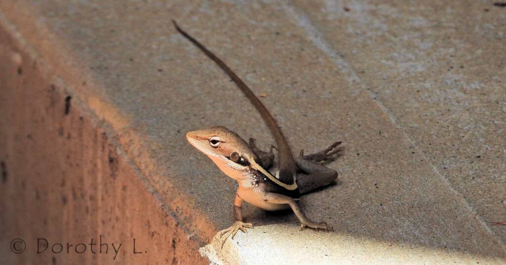 Long-nosed Dragon in Alice Springs backyard