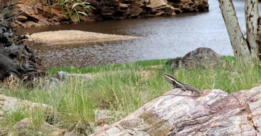 A Dragon at the Creek - Ellery Creek Big Hole Long-nosed Dragon (Gowidon longirostris)