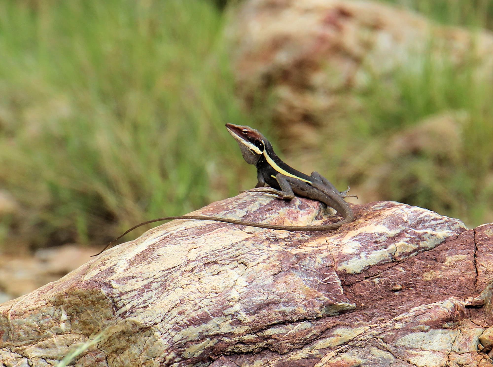 A Dragon at the Creek - Ellery Creek Big Hole Long-nosed Dragon (Gowidon longirostris)