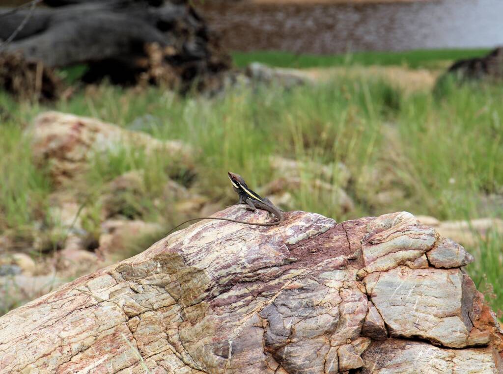 A Dragon at the Creek - Ellery Creek Big Hole Long-nosed Dragon (Gowidon longirostris)