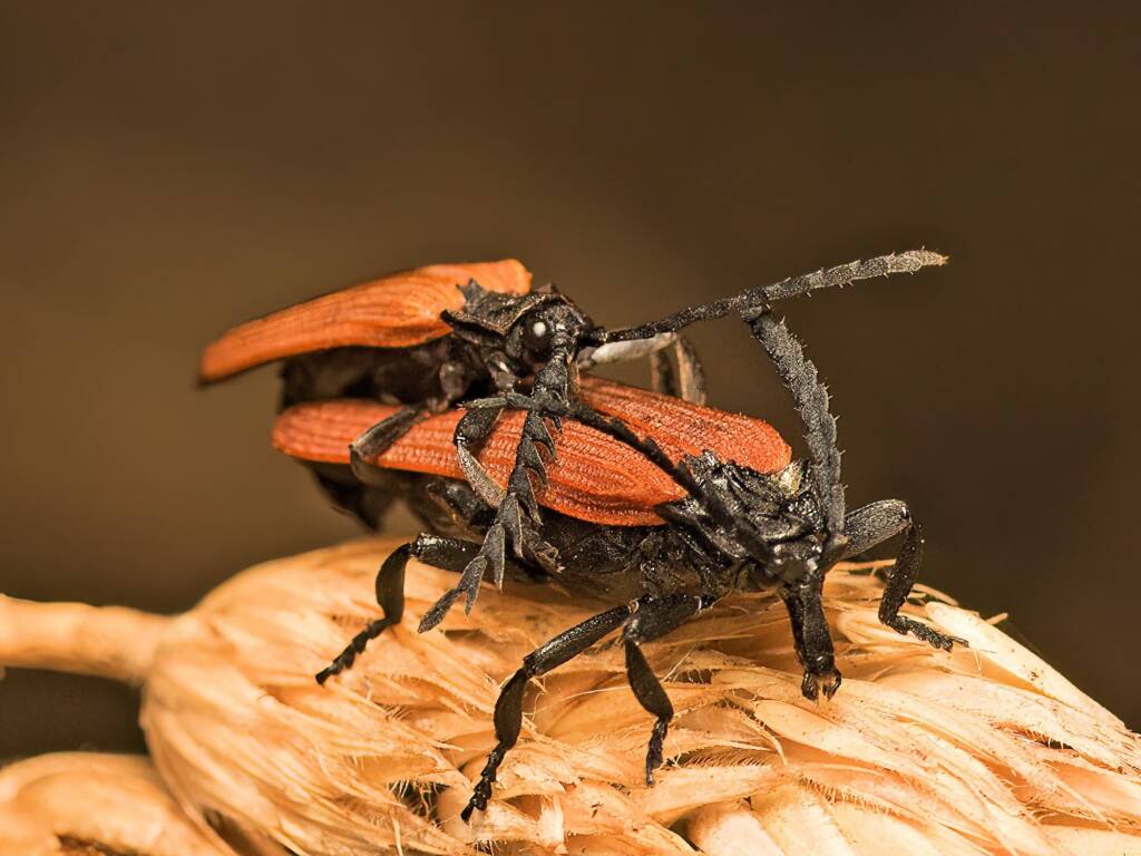 Long-nosed Lycid Beetle (Porrostoma rhipidium), Majura, ACT © Tony Eales