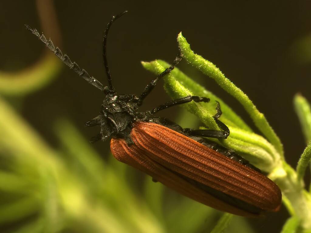 Long-nosed Lycid Beetle (Porrostoma rhipidium), Namadgi National Park NSW © Tony Eales