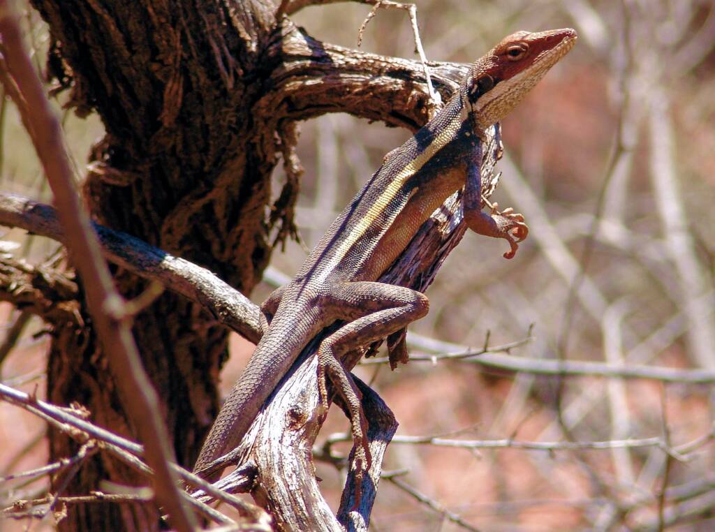 Long-nosed Water Dragon at the rest area in the Finke Gorge National Park