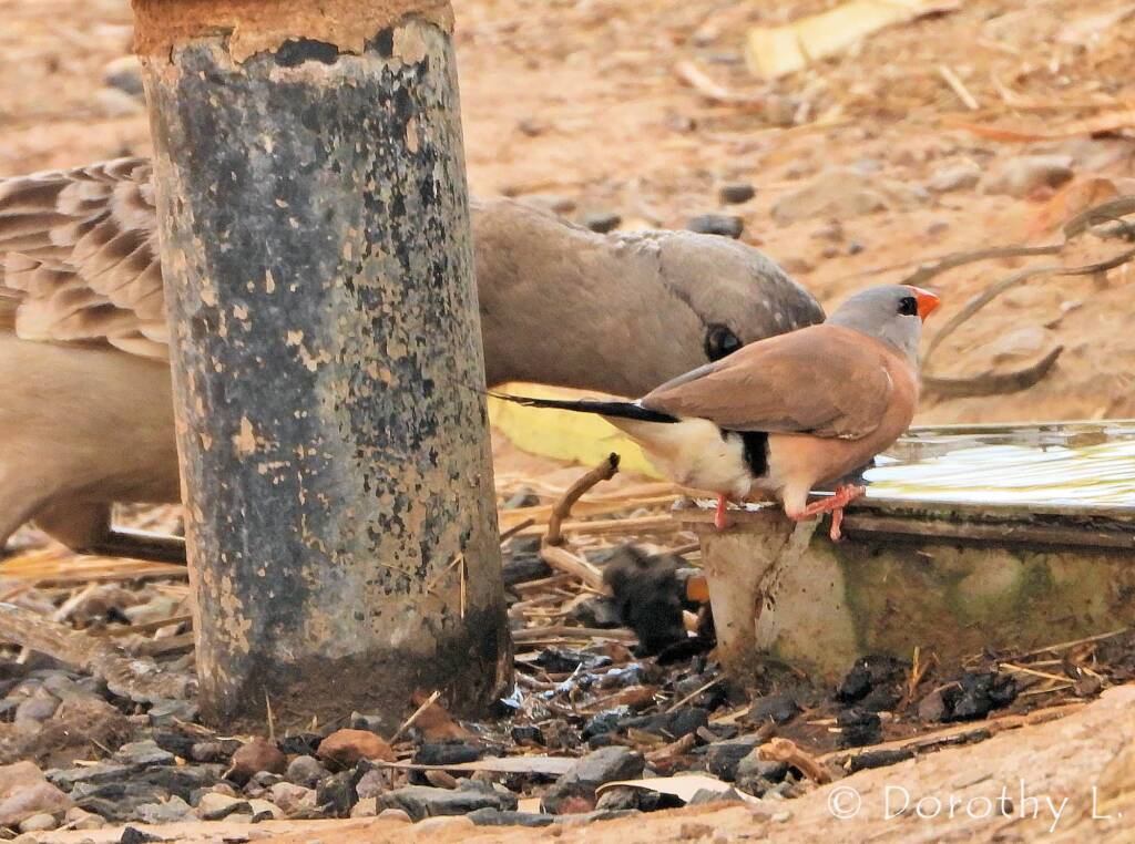 Long-tailed Finch and Great Bowerbird