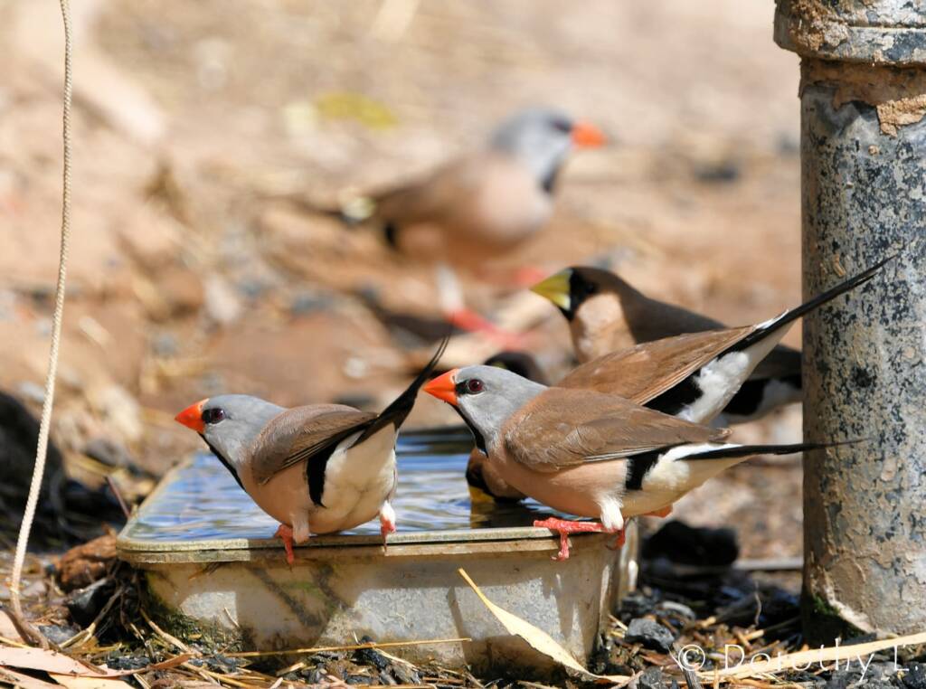Long-tailed Finch and Masked Finch